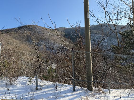 2024년 2월 설악산 국립공원 도로가에서 발견된 천연기념물 산양. 정은혜 기자