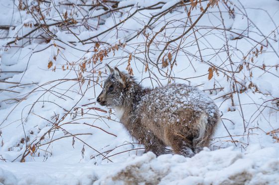 14일 강원도 설악산국립공원 도로 주변에서 먹이를 구하러 내려온 새끼 산양의 모습. 사진 국립공원을지키는시민의모임