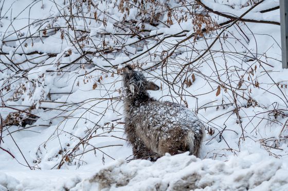14일 강원에 쏟아진 폭설로 인해 하얗게 변한 설악산국립공원. 설악산 일대를 가로지르는 도로를 따라 ASF 울타리가 설치돼 있다. 사진 국립공원을지키는시민의모임