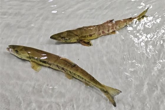 태화강 연어. 연합뉴스