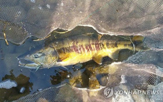 울산시는 태화강 국가정원에 조성한 '자연주의정원'이 '2025 우수디자인(Good Design) 상품선정' 공간·환경 디자인 부문에서 산업통상부 장관상(은상, 그린디자인 특별상)을 받았다고 밝혔다. 연합뉴스