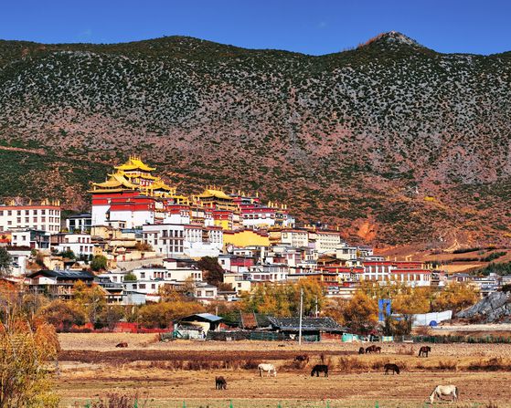 윈난성 최대의 티베트 불교 사원 송찬림사. 샹그릴라의 랜드마크이자 인기 관광지다. 티베트 고원과 이국적인 사원을 배경으로 인생 사진을 담으려는 중국 MZ세대의 발길이 끊이지 않는다.