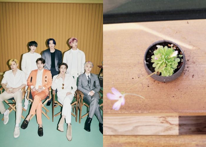 가수 방탄소년단이 키우는 반려식물 다육이. 사진| 빅히트 뮤직 제공, 방탄소년단 SNS