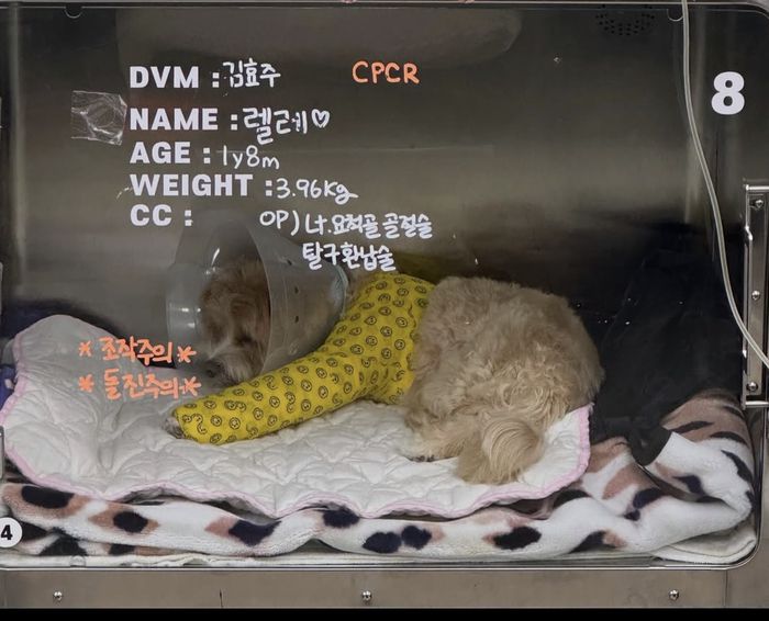 한예슬 반려견. 사진| 한예슬 SNS