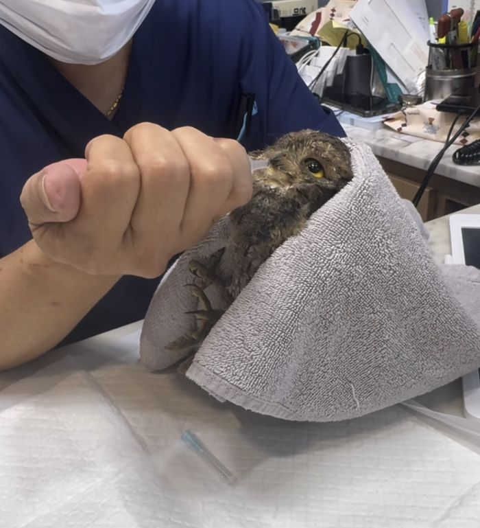 홍진영이 구조한 천연기념물. 사진| 홍진영 SNS