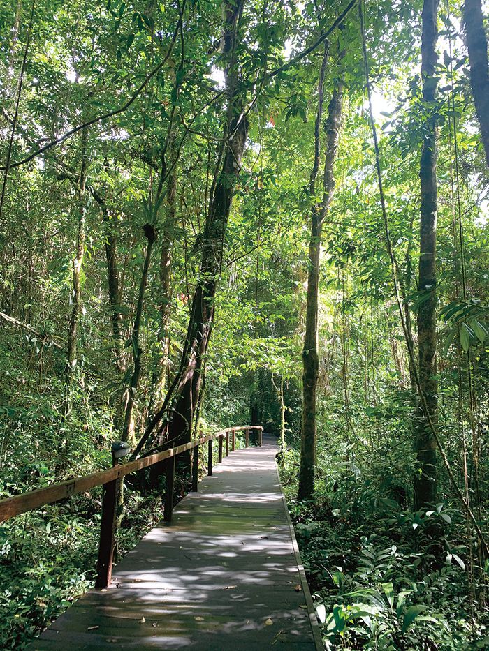 열대우림으로 뒤덮인 국립공원 산책로