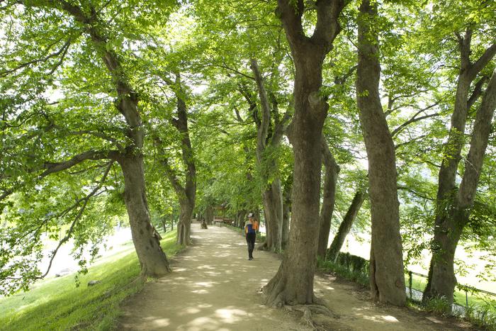 울창한 숲이 우거진 관방제림