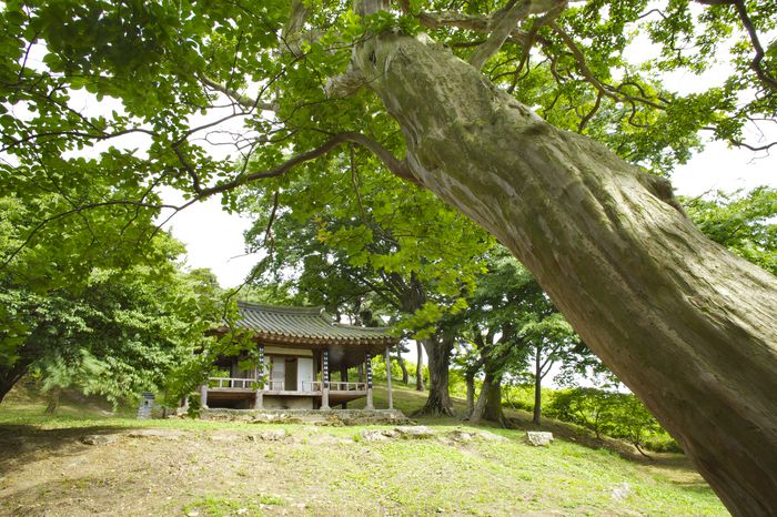 배롱나무 뒤 명옥헌