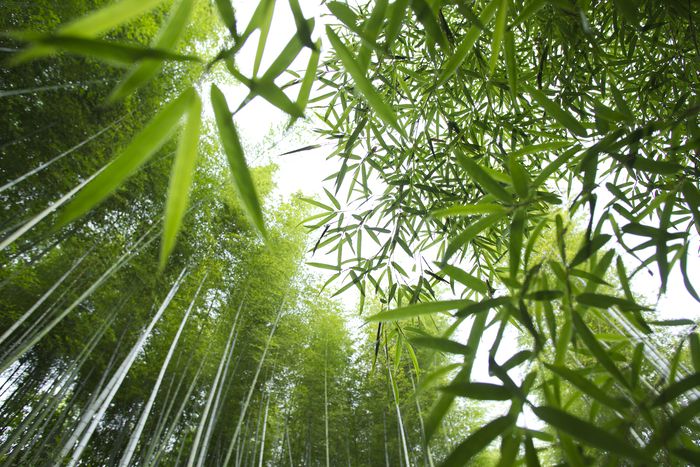 이동통신 광고가 생각나는 대나무숲