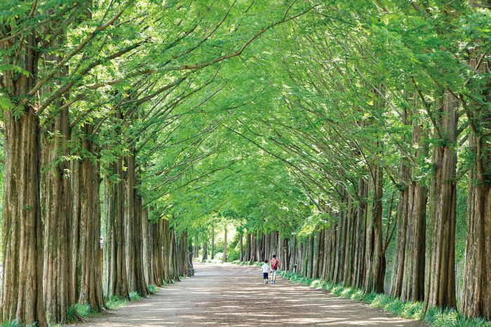 이국적인 풍경의 메타세쿼이어 숲길