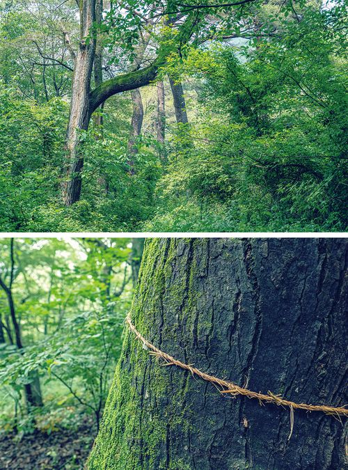 성황당 숲에서 만난 나무의 금줄