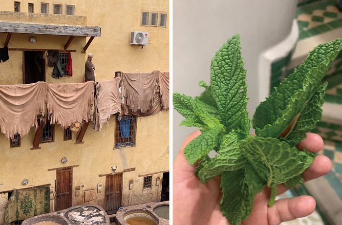 민트 잎은 무두질 공장의 고약한 염료 향으로부터 코를 보호하기 위한 장치다.