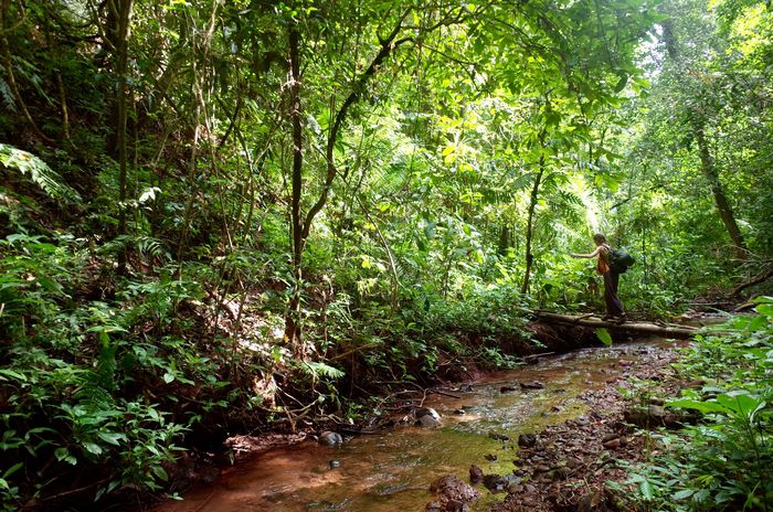 울창한 숲과 계곡을 따라 즐기는 정글 트레킹