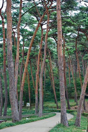 태안 소나무숲(최갑수)