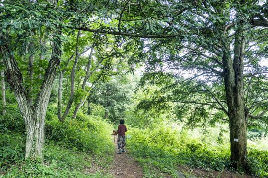보림사 비자림숲-한국관광공사제공