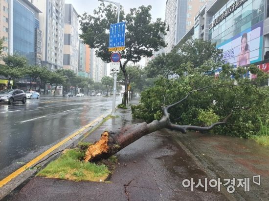 제8호 태풍 '바비'의 영향으로 26일 오전 제주시 연북로 가로수가 쓰러져 인도를 덮쳤다.