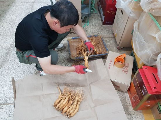 인삼 판매를 위한 손질