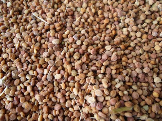 붉은 과육을 제거한 인삼 씨앗