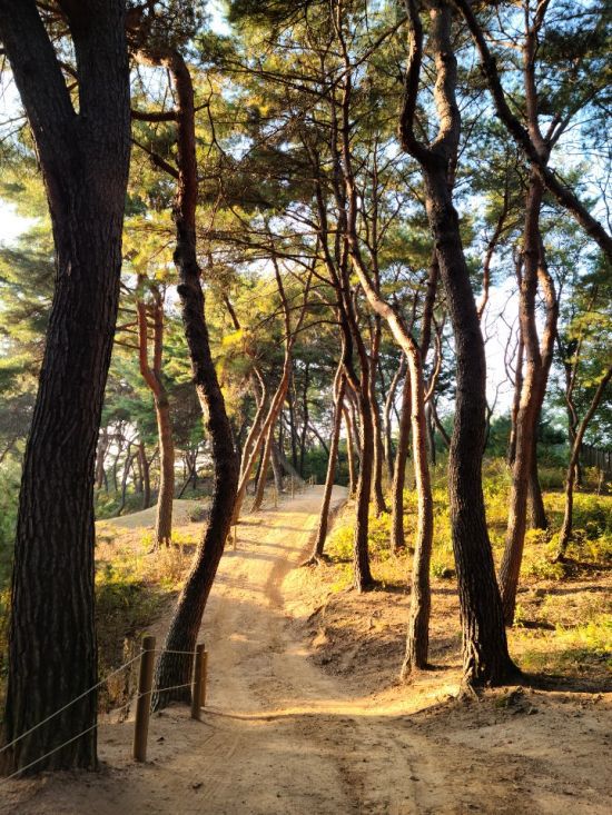 남양주 사릉(소나무 산책길)
