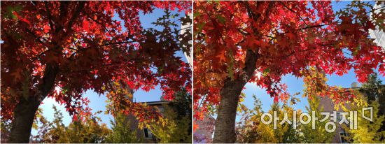 역광에서 단풍 나무를 촬영했을 때 아이폰12(오른쪽)의 사진이 붉은 잎 색상을 잘 표현해냈다. 아이폰X로 촬영한 단풍잎은 더 어둡게 나왔다.