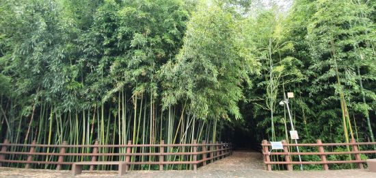 담양 태목리 대나무 군락