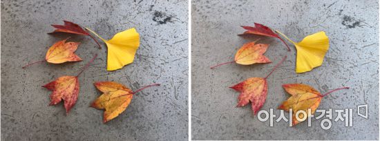 은행잎과 단풍잎을 아이폰X(왼쪽)과 아이폰12(오른쪽)으로 촬영한 사진. 전반적인 색감을 아이폰12가 좀더 잘 잡아냈다.
