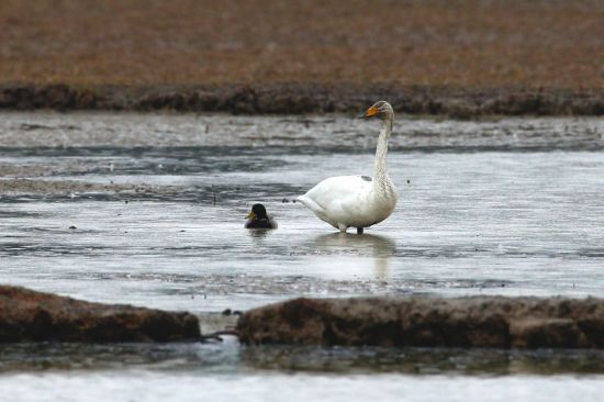 주남저수지에서 확인된 위치추적장치 부착 천연기념물 큰고니