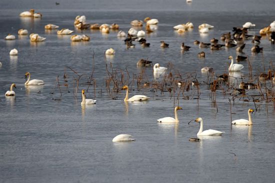 겨울을 나기 위해 주남저수지에 도착한 천연기념물 큰고니