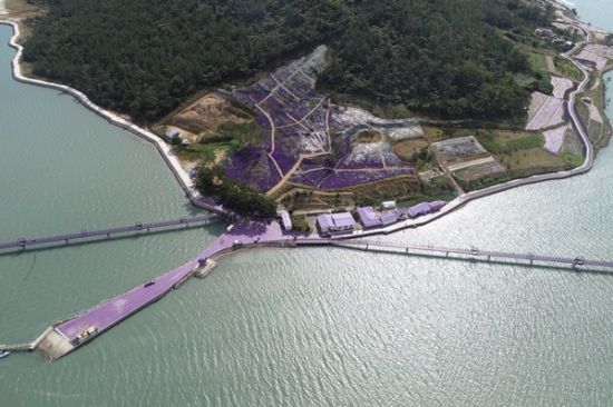 반월·박지도에 보라색 라벤더가 활짝 피었다. (사진=신안군 서대승 제공)