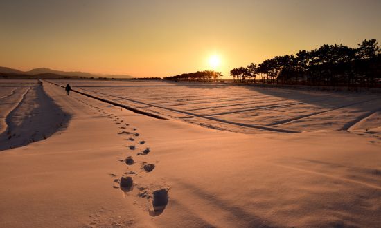 계화도의 명물은 소나무 뒤로 넘어가고 올라오는 일몰과 일출이다.