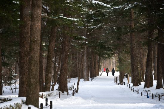 내소사 전나무숲길
