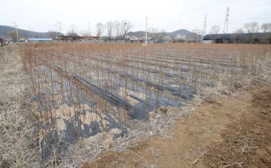 지난 4일 LH 직원 투기 의혹이 제기된 경기도 시흥시 과림동 재활용사업장 인근 토지에 묘목들이 심겨 있다. / 사진=연합뉴스