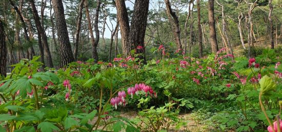 남양주 사릉 야생화길 일원