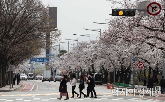 주말 동안 내리던 봄비가 그치고 미세먼지를 동반한 황사가 찾아온 29일 서울 여의도 윤중로 일대 벚꽃길을 찾은 시민들이 산책을 하고 있다./강진형 기자aymsdream@