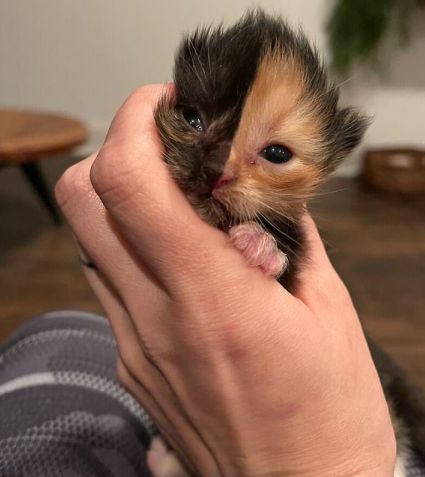 키메라고양이 살구. 사진=인스타그램 캡처.