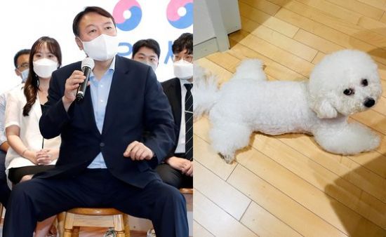 윤석열 전 검찰총장과 반려견 마리./사진=연합뉴스, 인스타그램