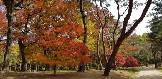 파주 장릉 느티나무 숲