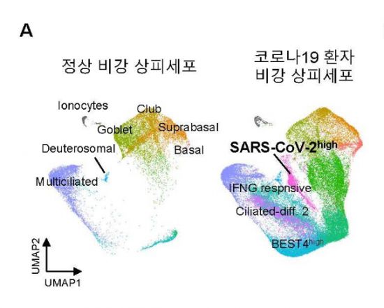 비강상피세포-코로나바이러스 감염 기전 규명