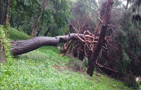 김포 장릉 소나무 세 그루 도괴