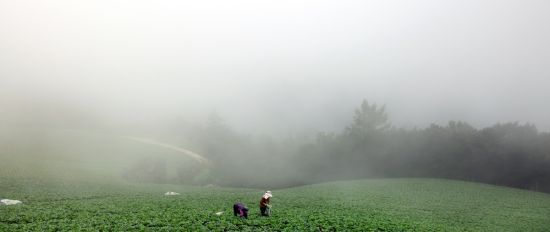 바람의 언덕에 서면 압도적인 배추밭 풍경이 시선을 끈다. 고랭지배추밭을 일구는 농부