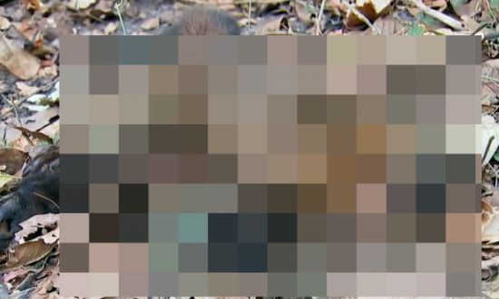 최근 브라질에서 원숭이두창이 확산하면서 원숭이를 향한 폭력이 늘고 있다./사진=브라질 매체 G1 보도화면 캡처.