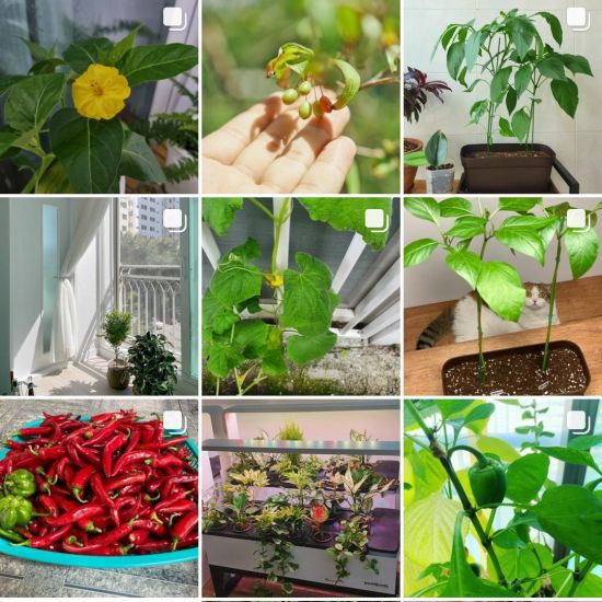 최근 인스타그램에 '홈파밍' 관련 게시물이 올라오고 있다. 사진=인스타그램 화면 캡처.