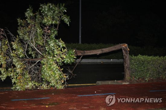 제11호 태풍 힌남노가 상륙한 6일 오전 전남 여수시 한 도로에 가로수가 쓰러져있다. 사진=연합뉴스