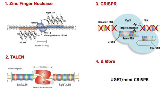 유전자가위의 종류.