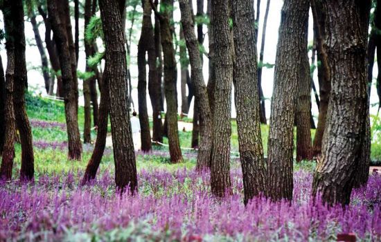 수만 그루의 소나무가 우거진 장항숲은 지역민뿐 아니라 많은 여행객들이 찾고 있는 명소다. 곰솔이 울창한 숲길을 따라 보랏빛 맥문동이 피어 장관을 이룬다.