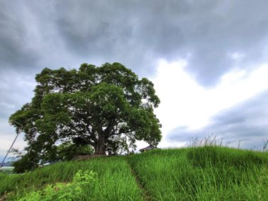 창원 북부리 팽나무