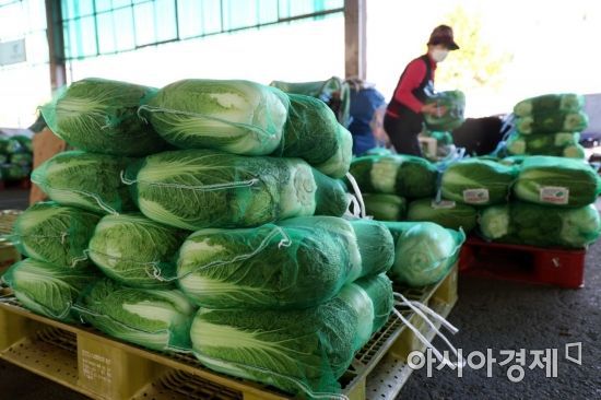 지난해 9월 서울 송파구 가락시장에서 작업자들이 배추를 정리하고 있다. 당시 재배 비용 상승에 폭우가 겹쳐 배추 작황이 좋지 않아 물량이 많이 줄면서 가격이 폭등했다.
