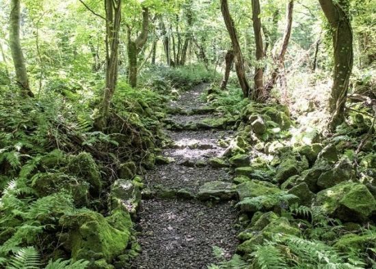교래자연휴양림곶자왚숲길 [사진제공=제주관광공사]