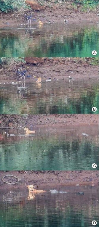 인도의 늪악어가 물에 빠진 강아지를 뭍으로 밀어내는 모습[이미지출처=연합뉴스]