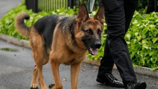 미국의 퍼스트 도그 '커맨더' [사진출처=AP]